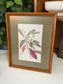 Botanical Illustrations By Various Artists 15.25" x 12.25"W
