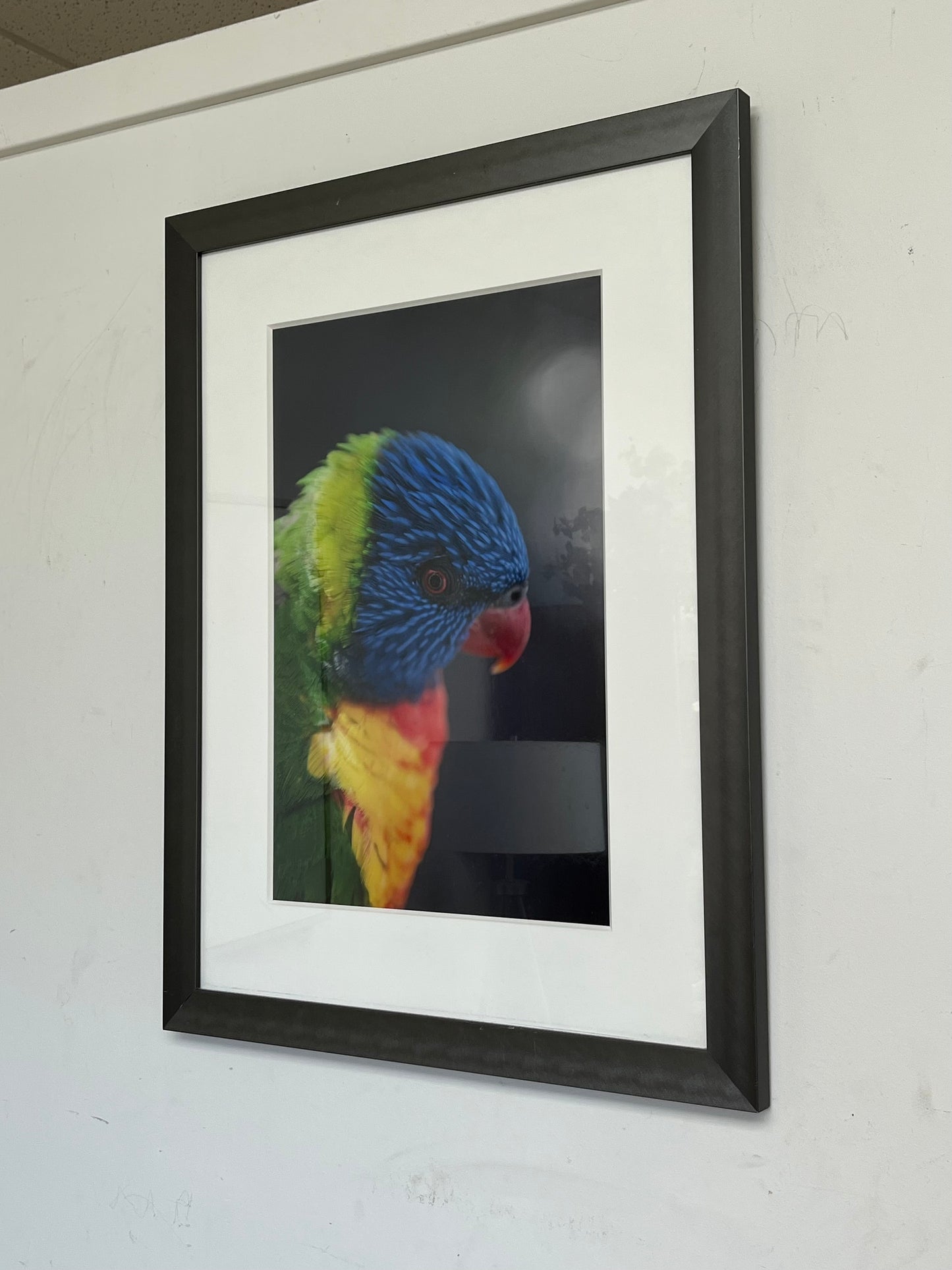 Rainbow Lorikeet Framed Print