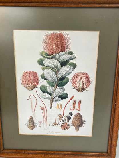Botanical Illustrations By Various Artists 15.25" x 12.25"W