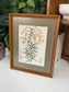 Botanical Illustrations By Various Artists 15.25" x 12.25"W