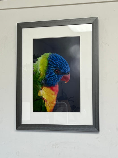 Rainbow Lorikeet Framed Print