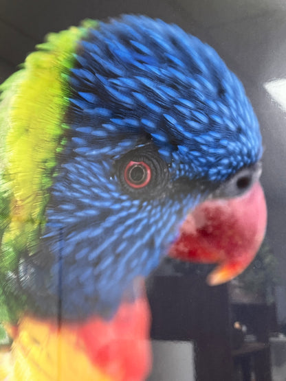 Rainbow Lorikeet Framed Print