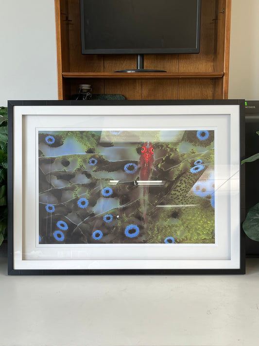 Aquatic Animal Print Wall Art