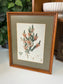 Botanical Illustrations By Various Artists 15.25" x 12.25"W