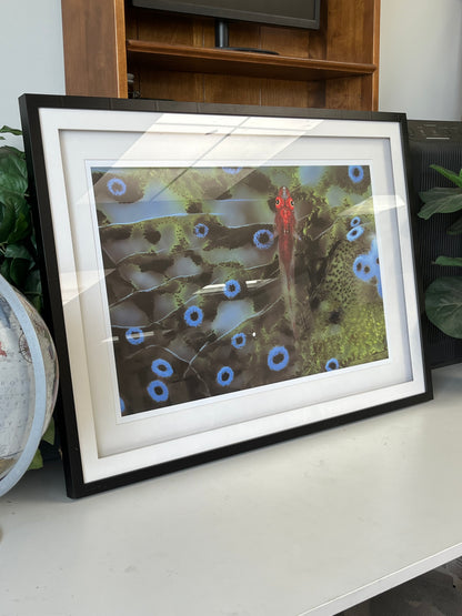 Aquatic Animal Print Wall Art