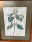 Botanical Illustrations By Various Artists 15.25" x 12.25"W