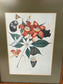 Botanical Illustrations By Various Artists 15.25" x 12.25"W