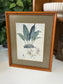 Botanical Illustrations By Various Artists 15.25" x 12.25"W