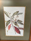 Botanical Illustrations By Various Artists 15.25" x 12.25"W