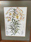 Botanical Illustrations By Various Artists 15.25" x 12.25"W