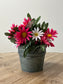 Potted Artificial White and Pink Daisies